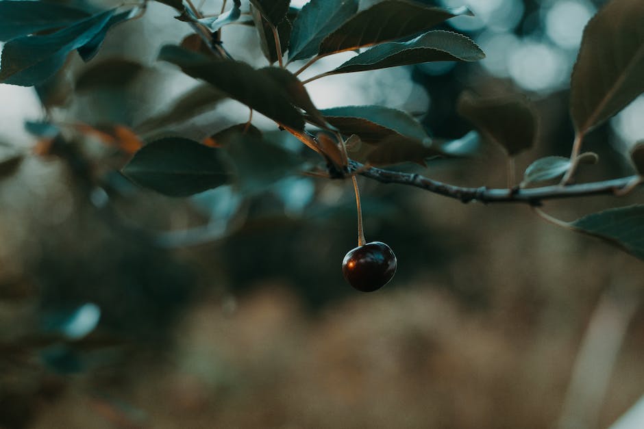  Wachstumsdauer eines Kirschbaumes