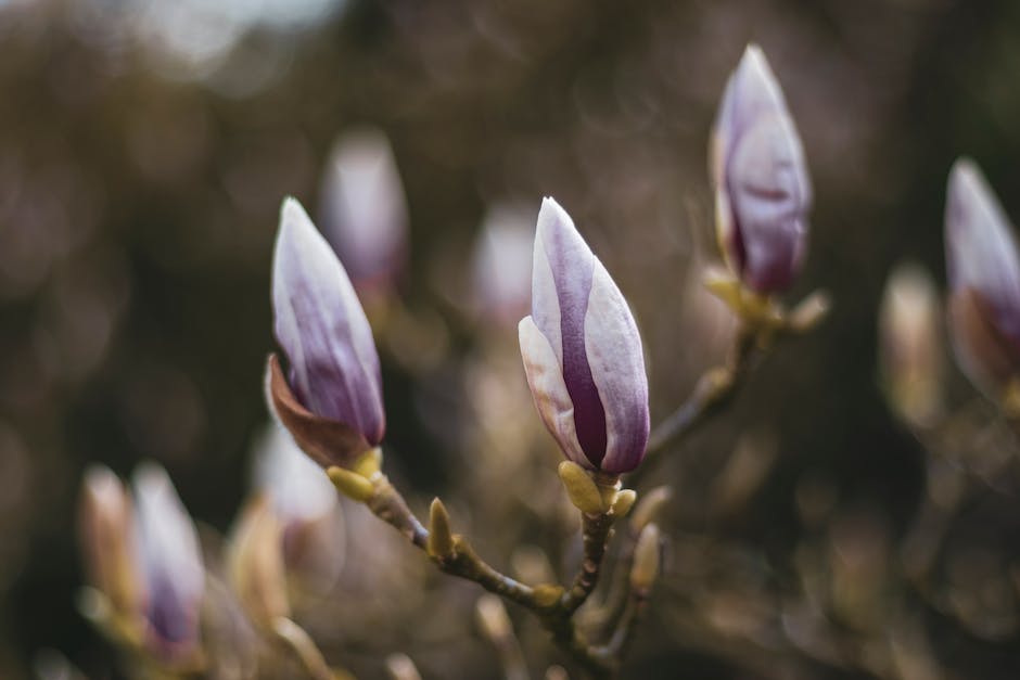 Wachstumsgeschwindigkeit von Magnolienbäumen