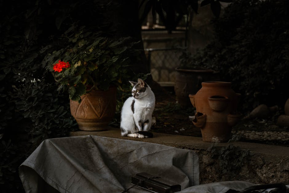  Milbemax Katze Schnelligkeit Wirkung